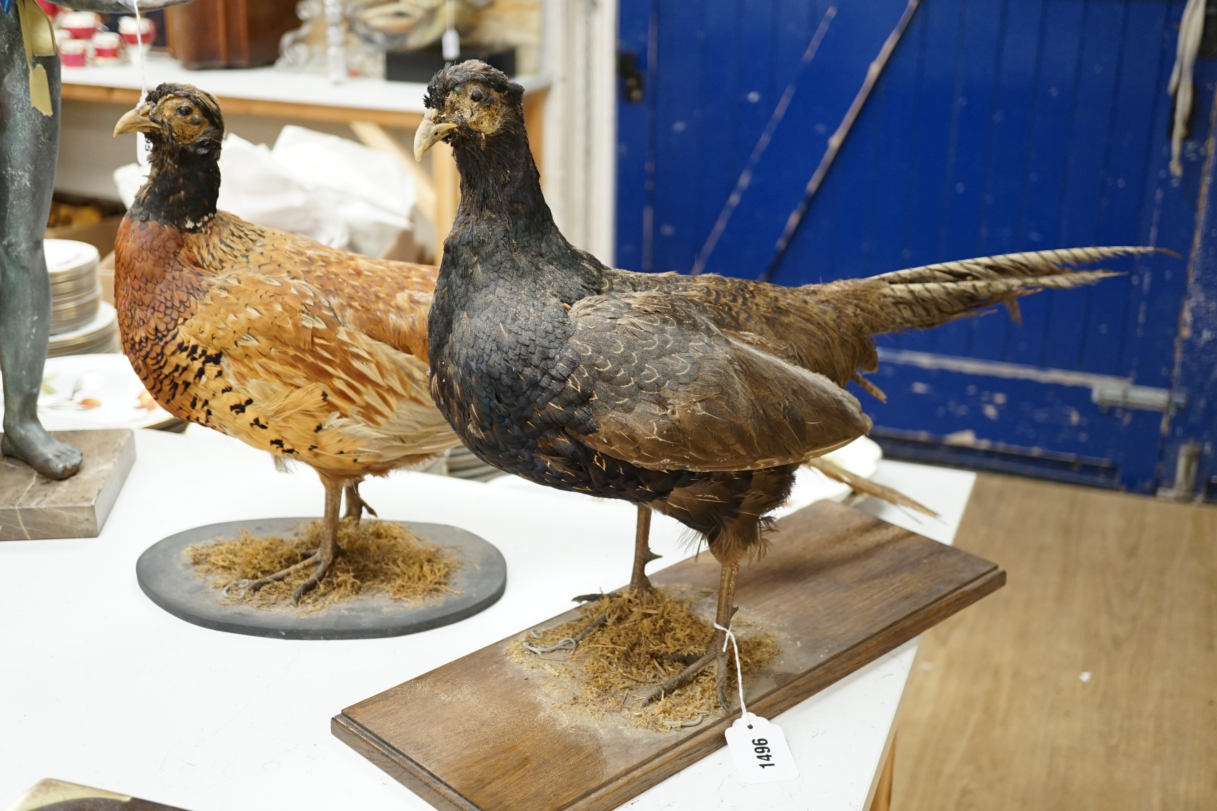 Two taxidermic pheasants on stands, largest 76cms from head to tail